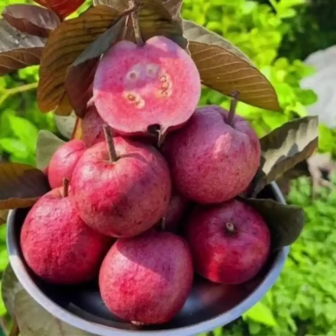 Guava Thai Pink Plant
